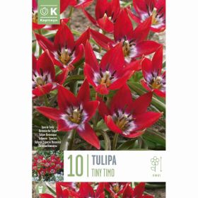 Tulipa Species Tiny Timo - 10 Bulbs
